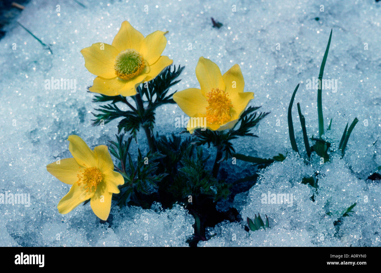 Pasque Flower Stock Photo