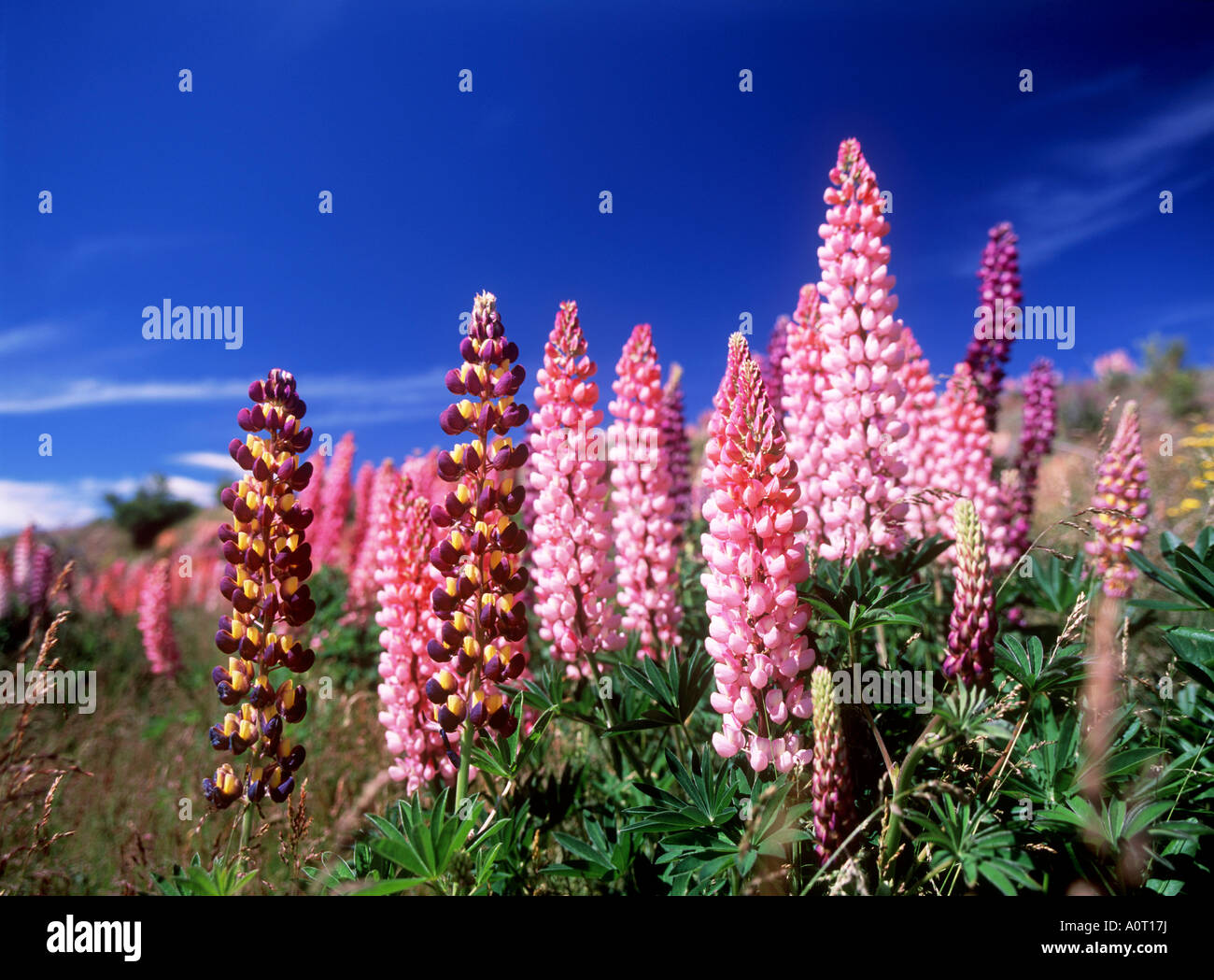 Lupinus Fiordland National Park Stock Photo