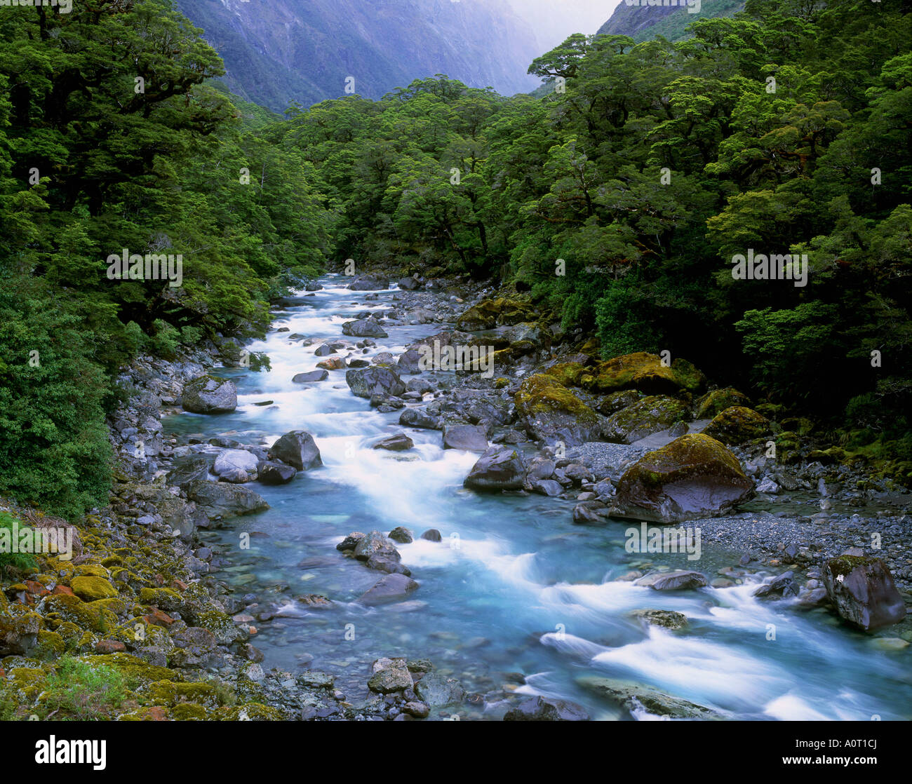 Hollyford Valley Fiordland National Park Stock Photo