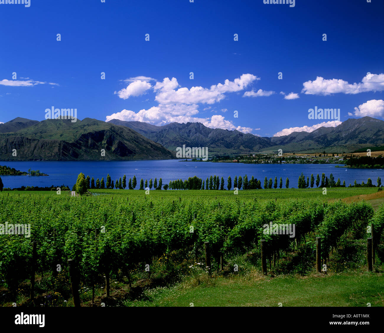 Rippon Vineyard Winery Lake Wanaka Stock Photo