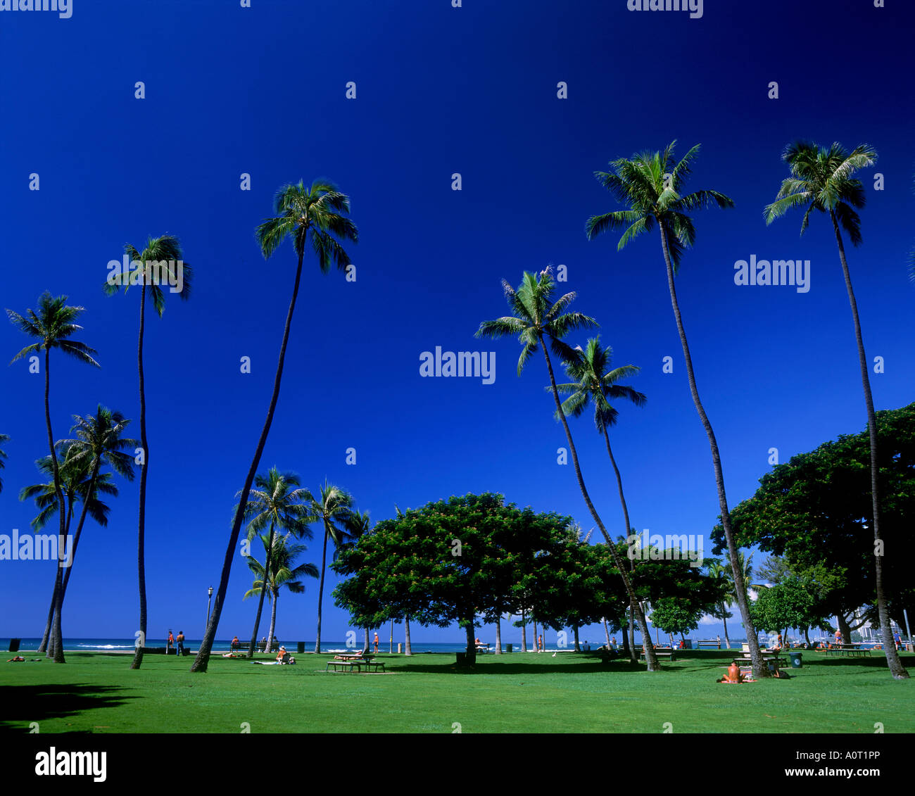 Kapiolani Park Waikiki Stock Photo