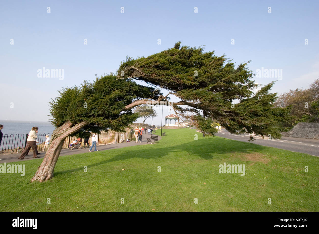 Tree at Clevedon in Somerset bent over by the prevailing winds Stock Photo