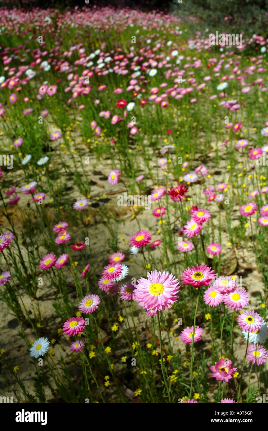 Meadow full of paper daisies Rhodanthe chlorocephalus spring wildflowers in Western Australia Stock Photo