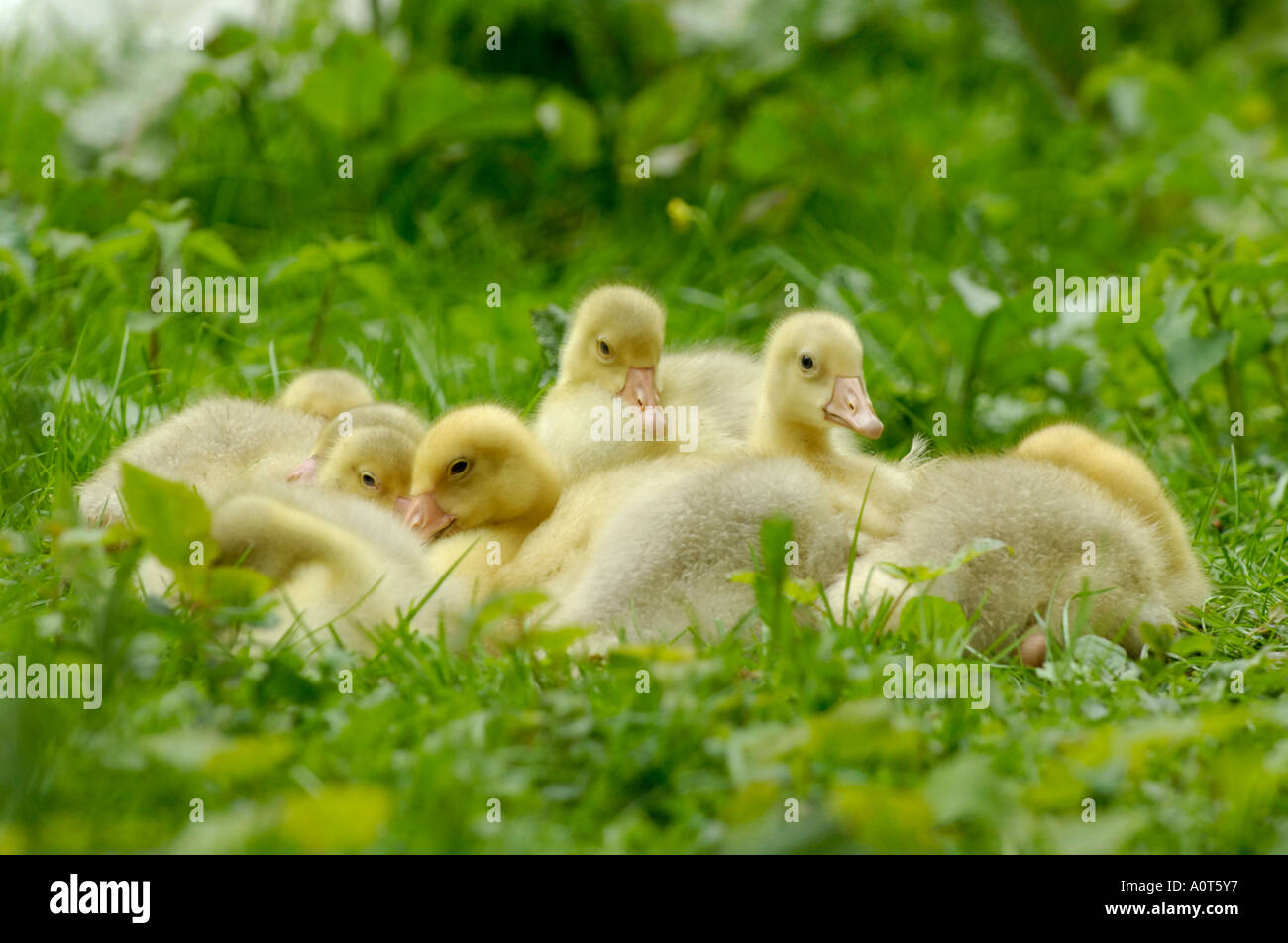 Doose hi-res stock photography and images - Alamy
