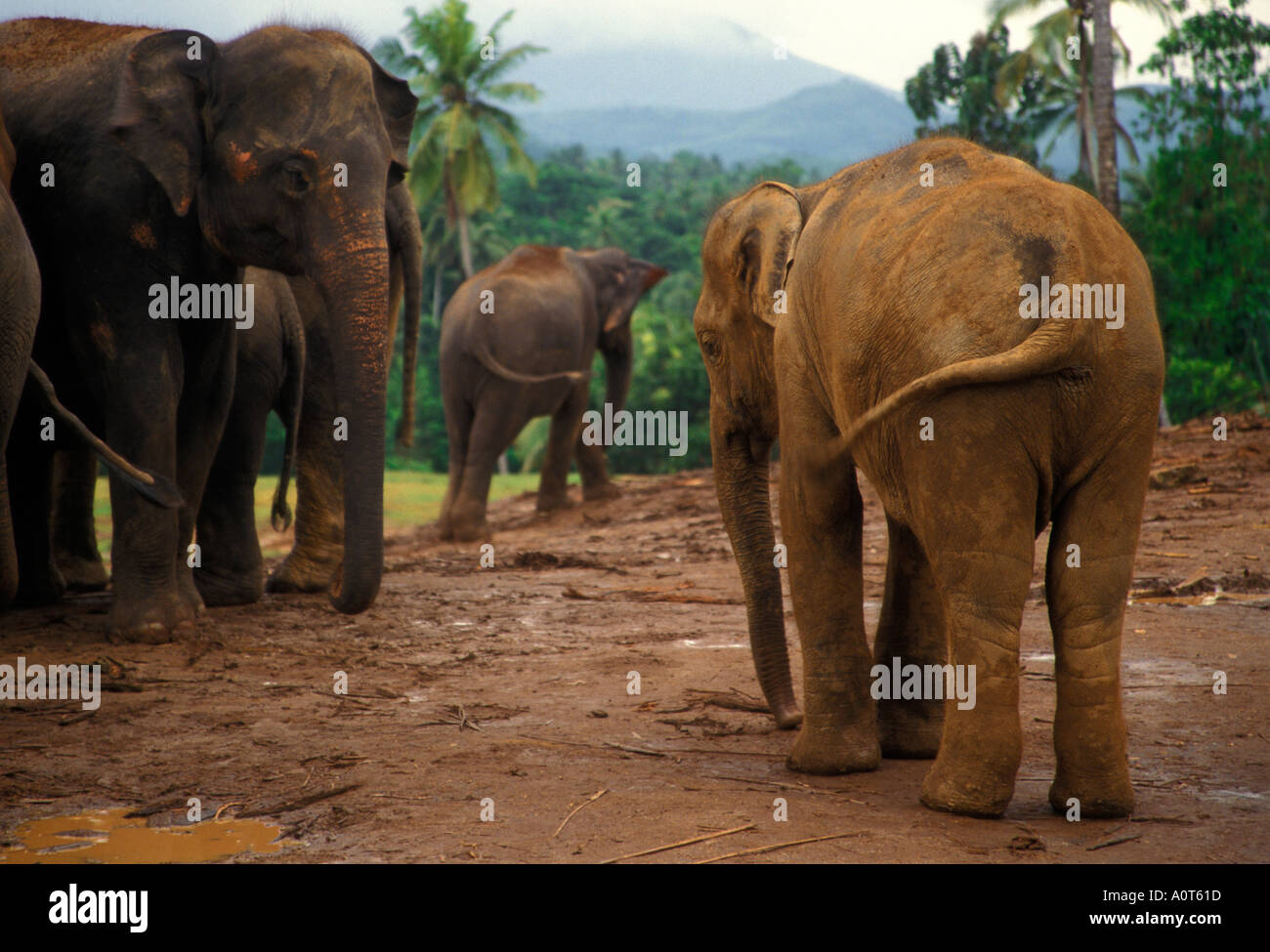 Elephants in Pinawella Elephant Orphanage Sri Lanka Stock Photo