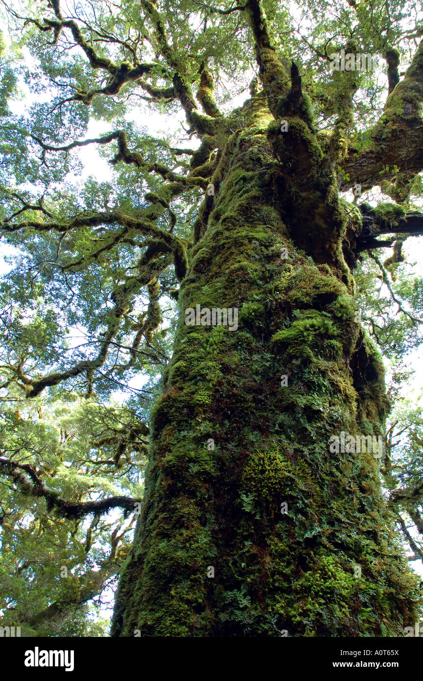 Moss covered trunk of ancient beech tree Nothofagus sp Stock Photo