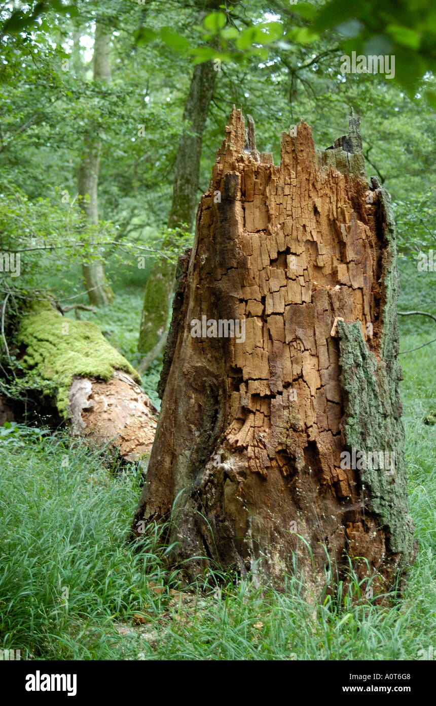 Dead Oak tree Stock Photo Alamy