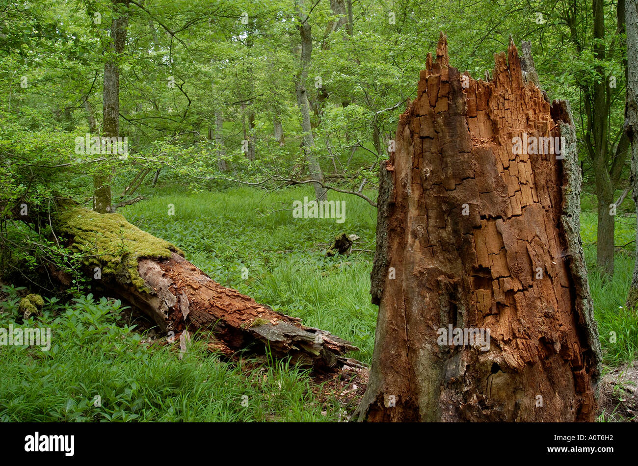 Dead Oak tree Stock Photo Alamy