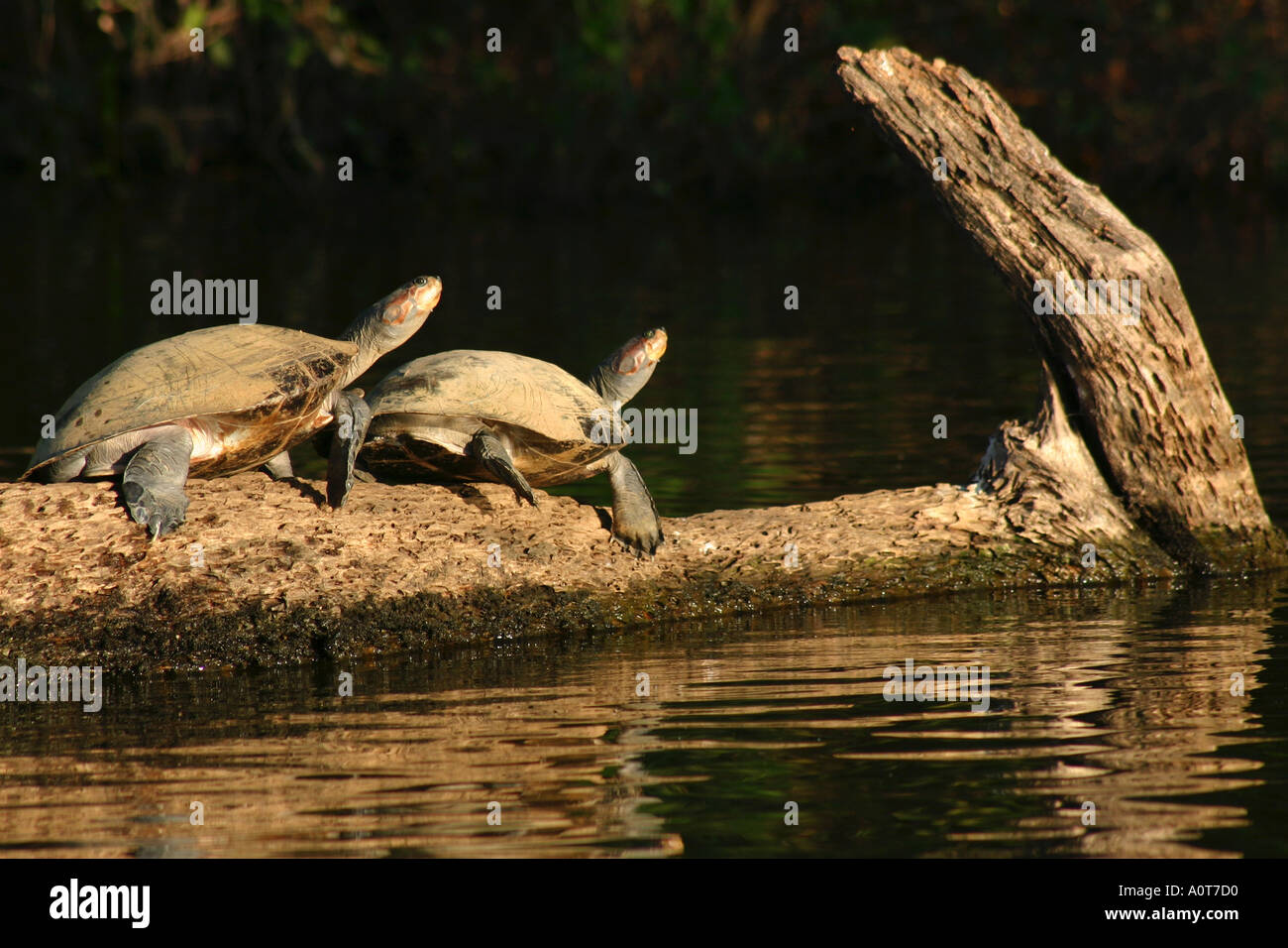 courting turtles in the Amazon Stock Photo - Alamy