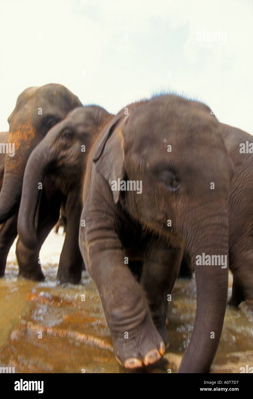 Bathing with elephant calf in Pinawella Elephant Orphange Kandy Sri Lanka Motion blur  Stock Photo