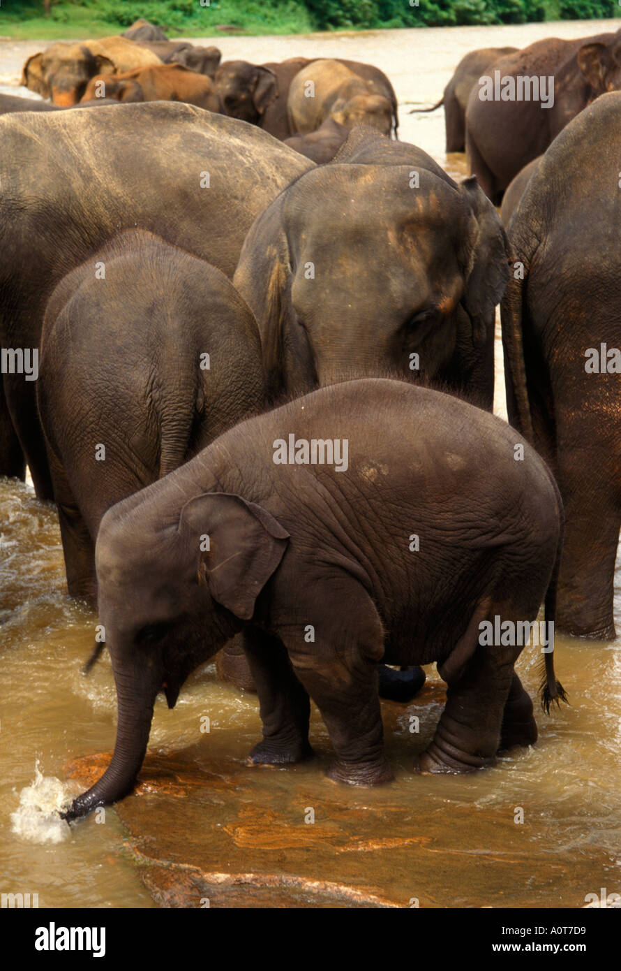 Elephant herd bathing in the river at Pinawella Elephant Orphange Kandy Sri Lanka Stock Photo