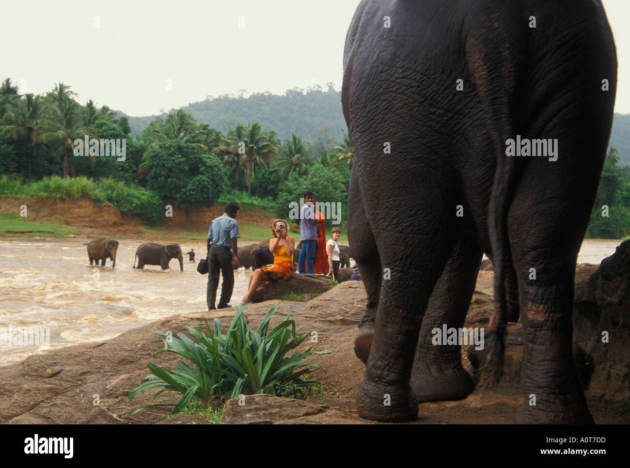 Mamout riding elephant back to the Pinawella Elephant Orphange whilst rest of the herd is bathing in the river Kandy Sri Lanka Stock Photo