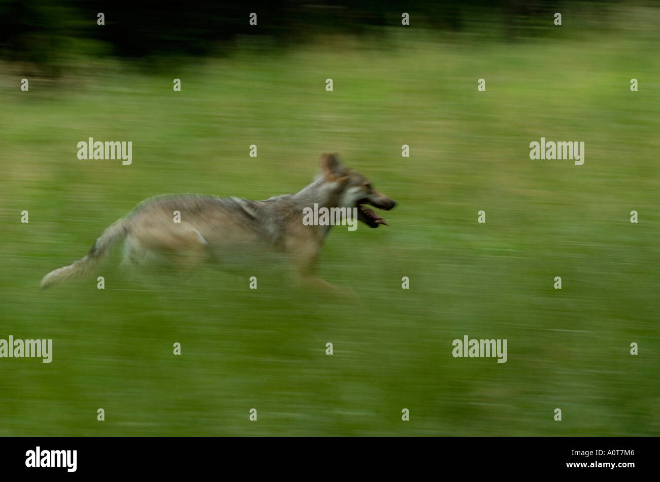 Blurred running wolf hi-res stock photography and images - Alamy