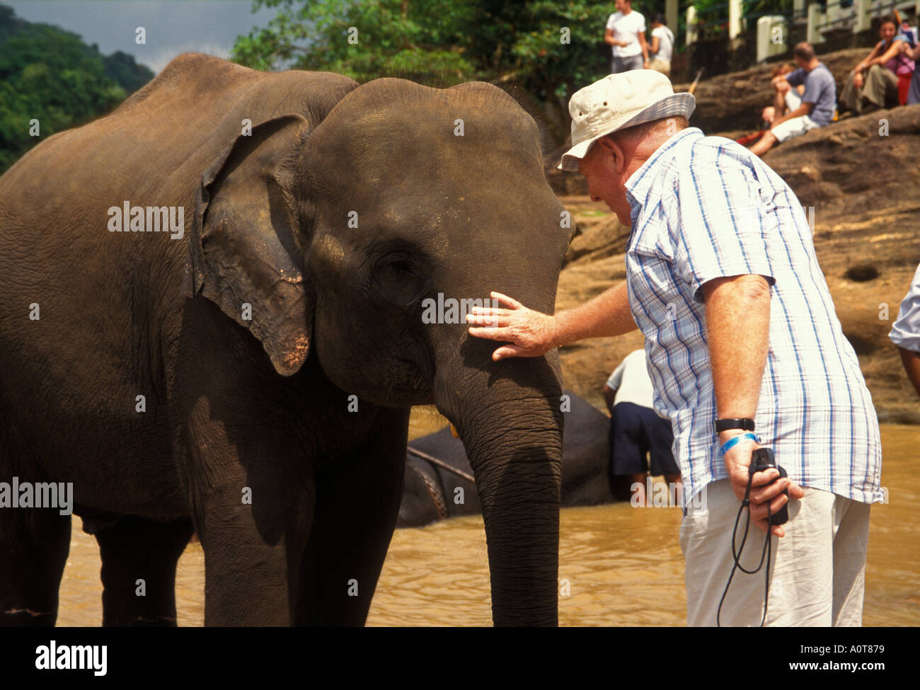 Patting an Elephant at the Pinawella Elephant Orphanage Stock Photo