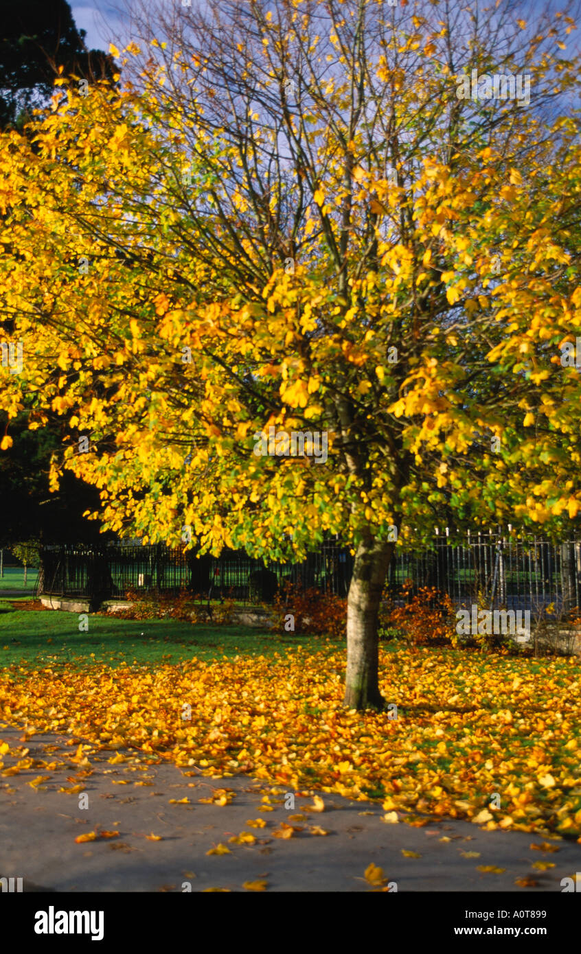 autumn colored tree in an irish town park, Stock Photo