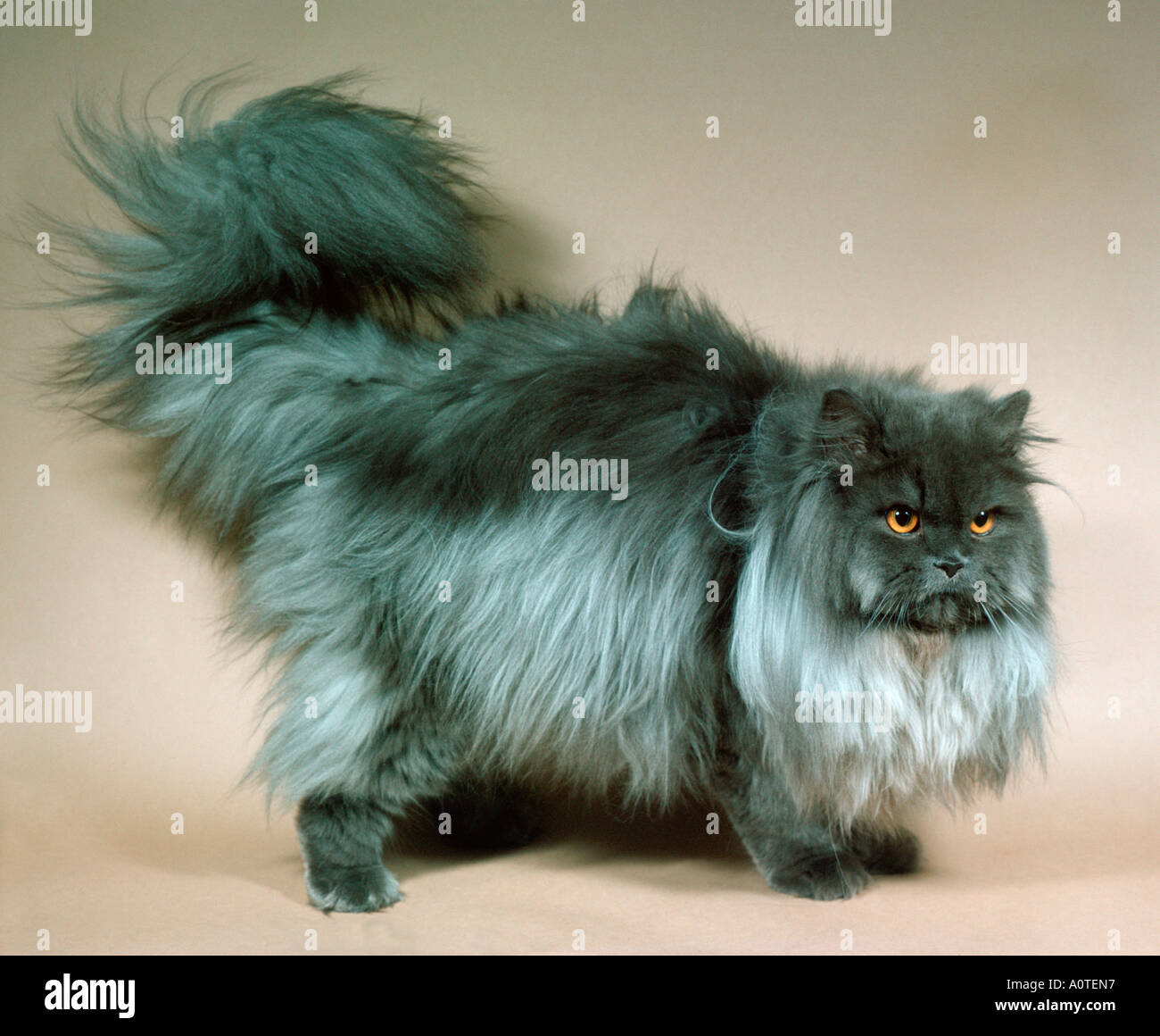 Blue cream persian cats hires stock photography and images Alamy