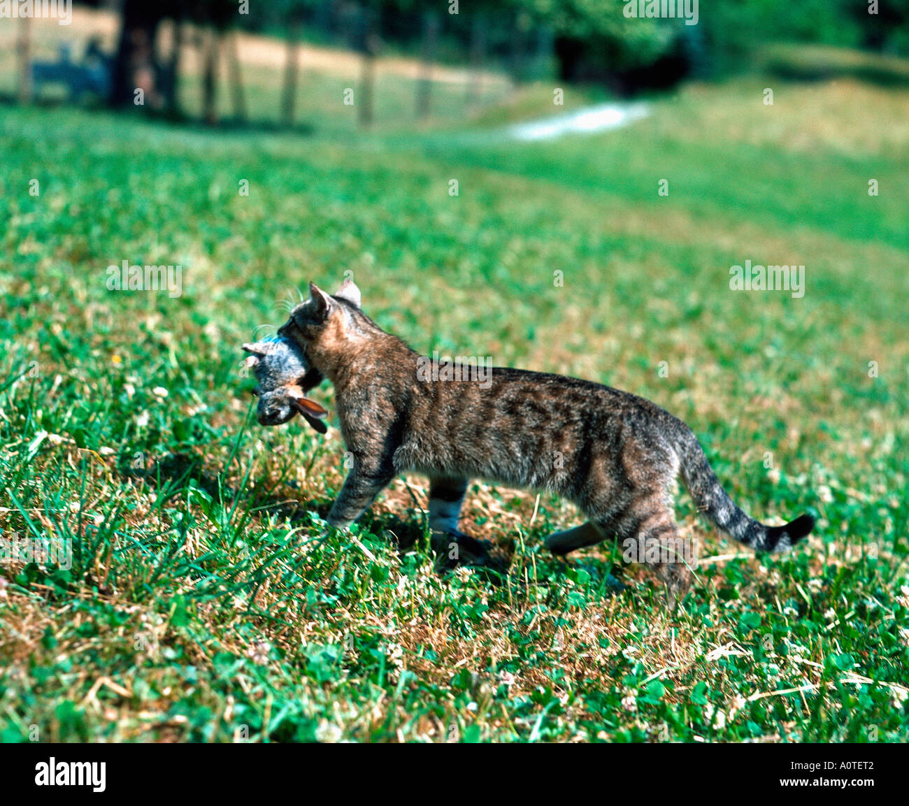 Cat chasing rabbit hires stock photography and images Alamy