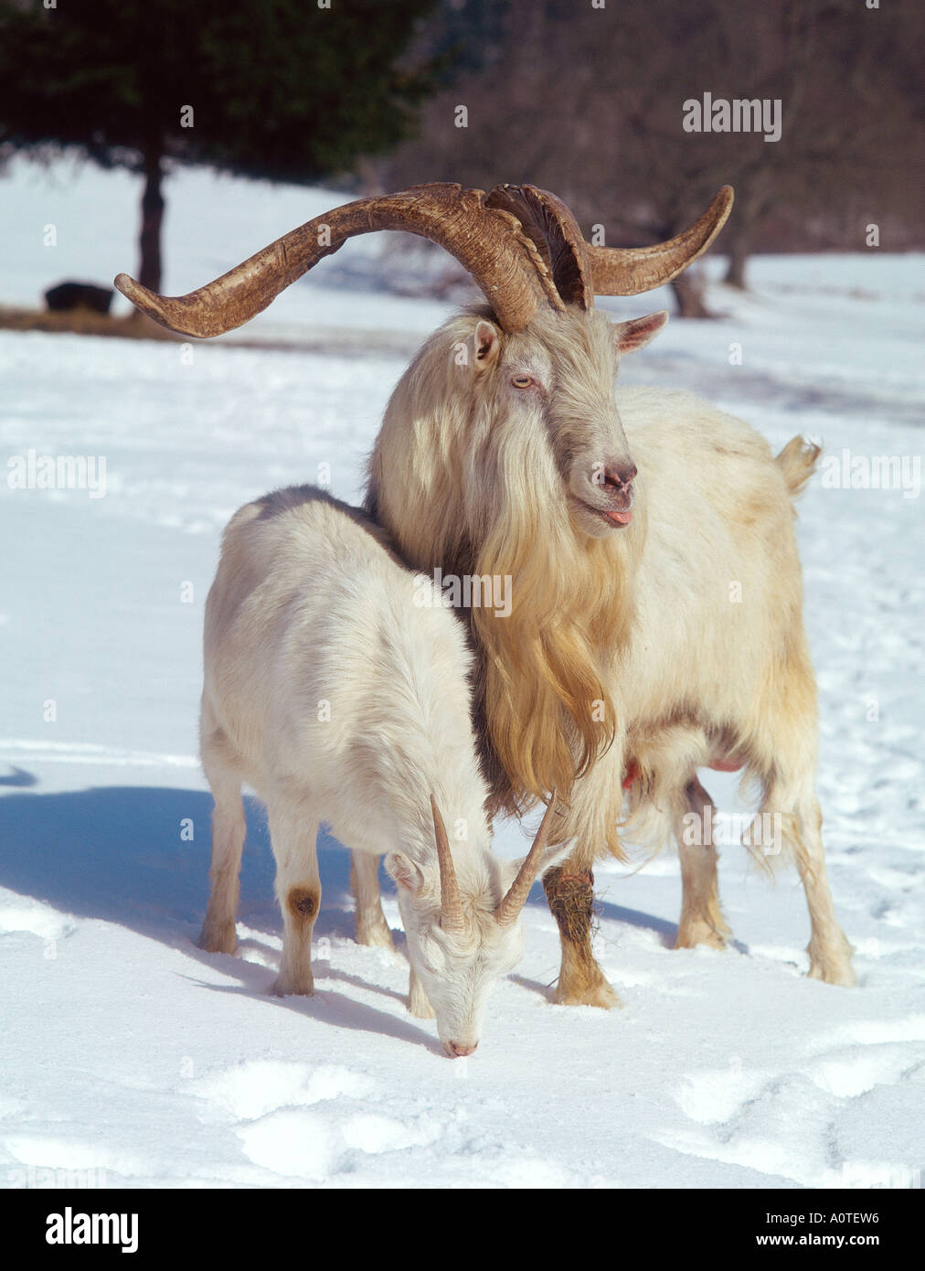 Goat standing snow hi-res stock photography and images - Alamy