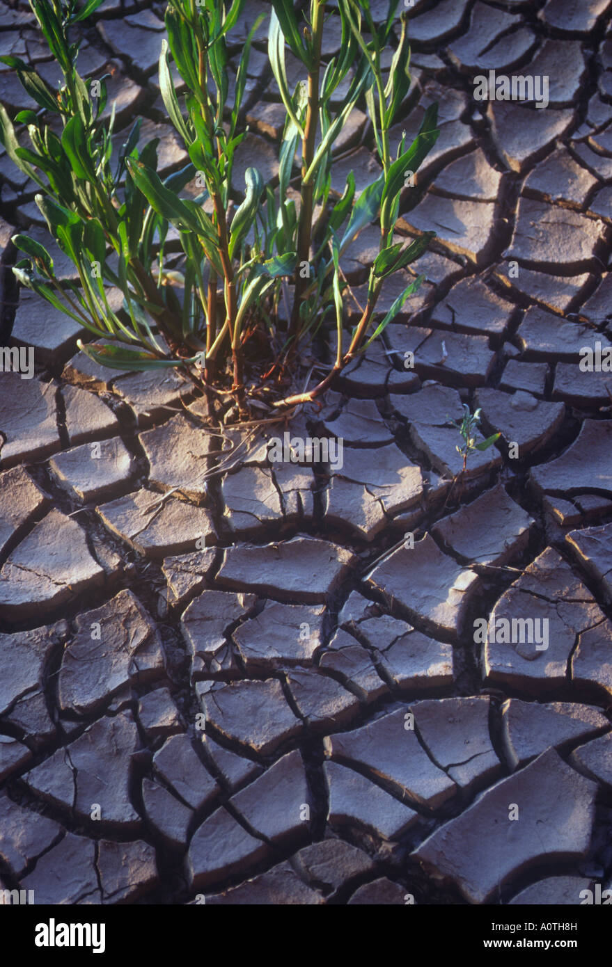 Cracked Mud on Reservoir Floor Low Rainfall Dry and Drought Conditions ...