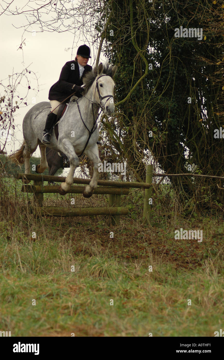 rider jumping fence on a hunt Stock Photo Alamy