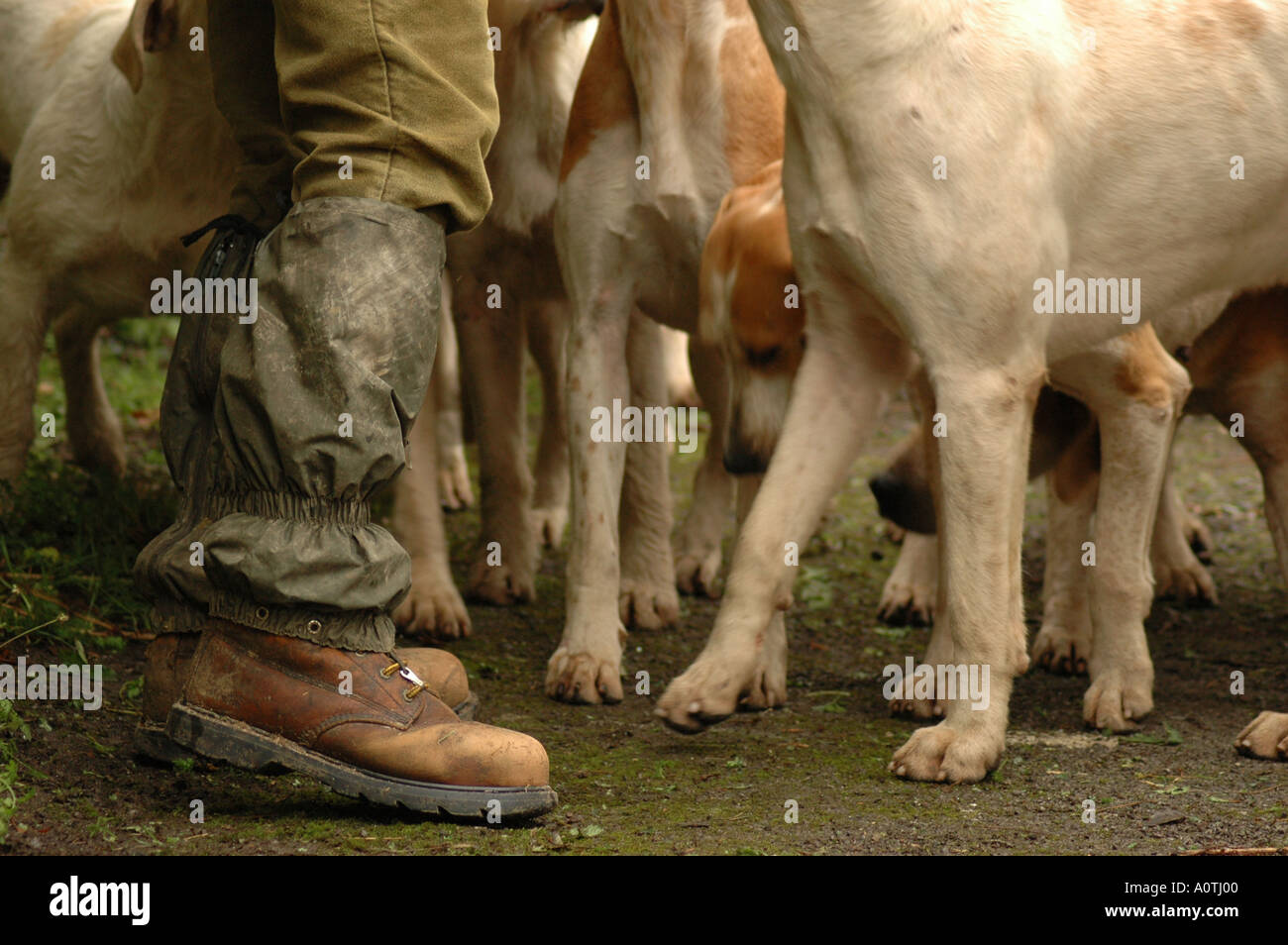 Legs of kennelman and foxhounds before hunt starts Stock Photo Alamy
