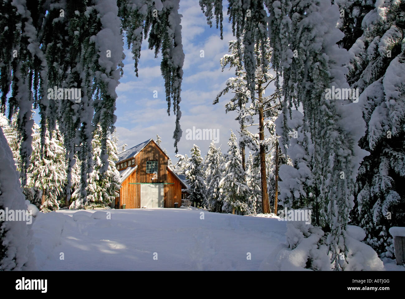 Snow covered hemlock tree hires stock photography and images Alamy