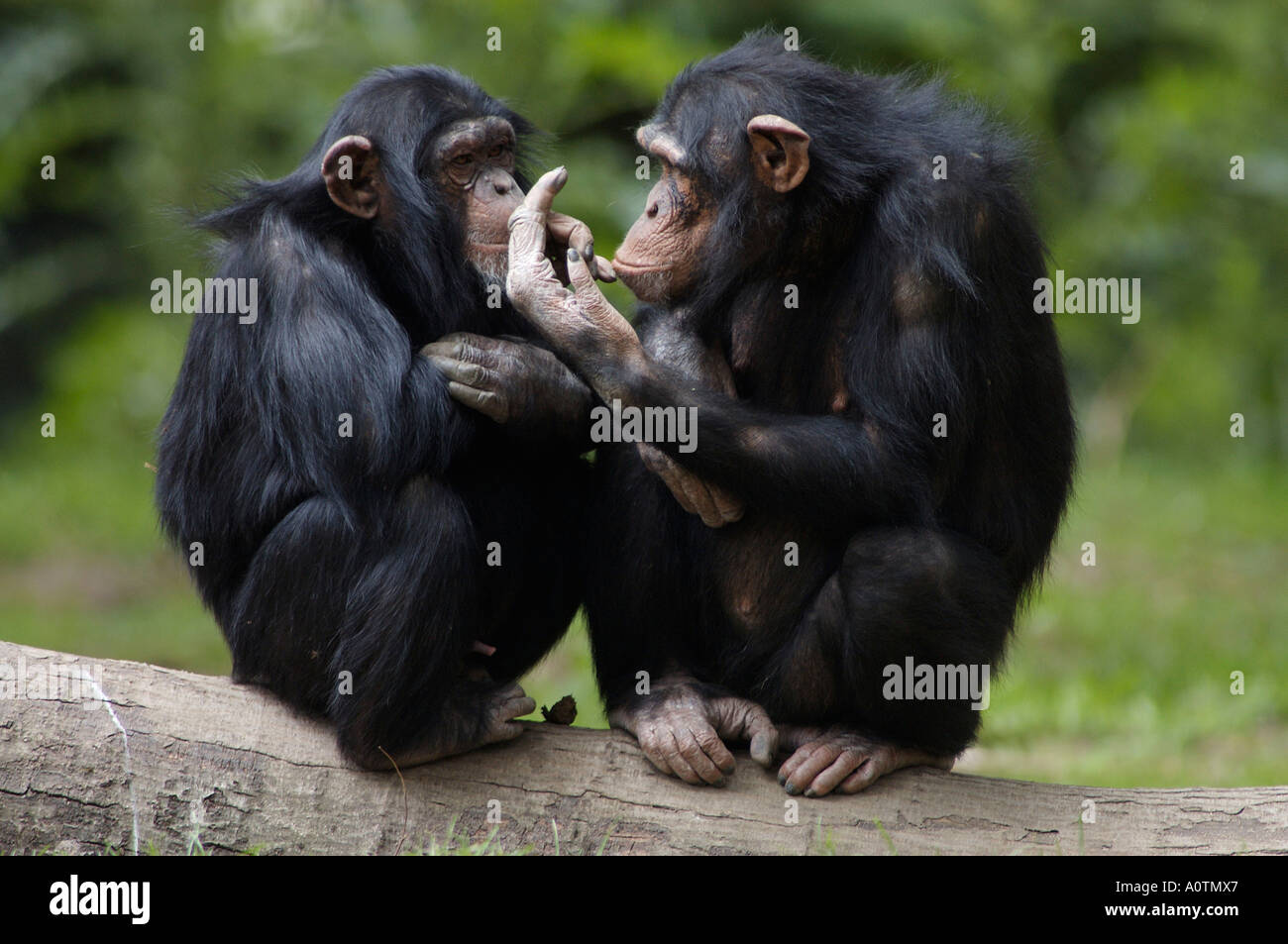 Female with young pan troglodytes chimpy hi-res stock photography and ...