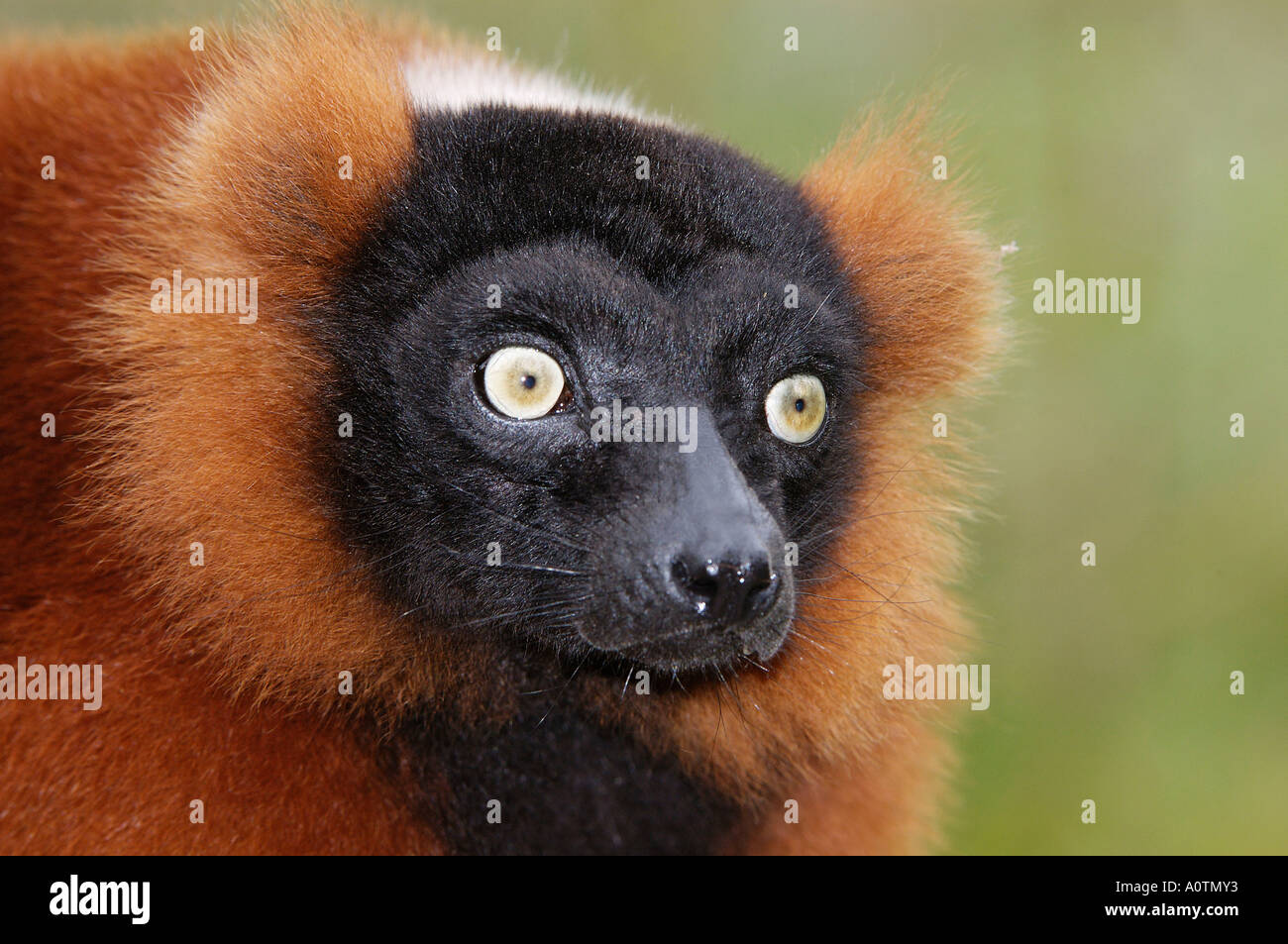 Red Ruffed Lemar Red Ruffed Lemur Stock Photo - Alamy
