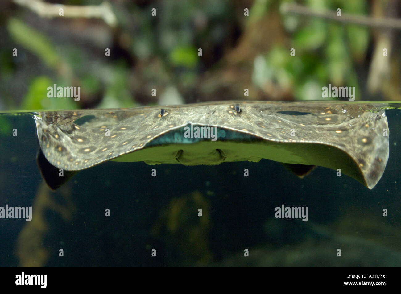 Ocellated Freshwater Stingray Stock Photo