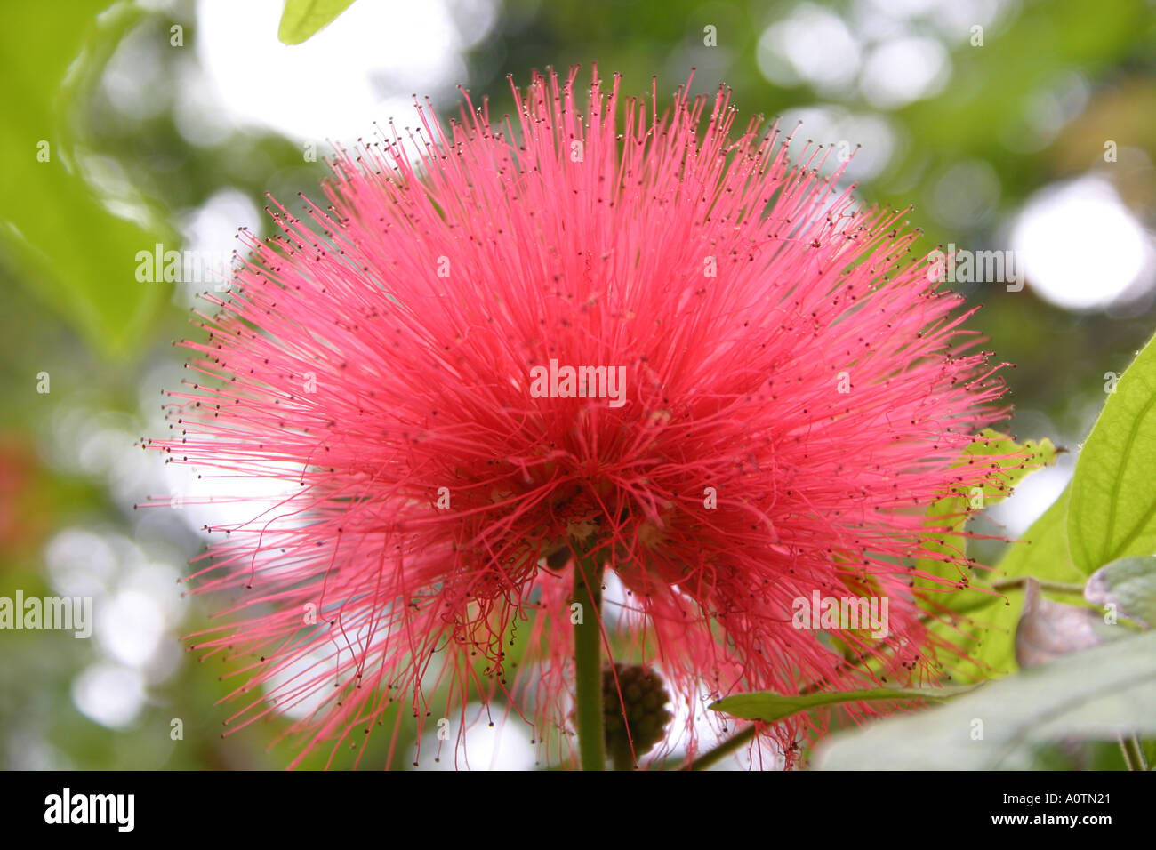 Flower of bottlebrush tree Stock Photo Alamy