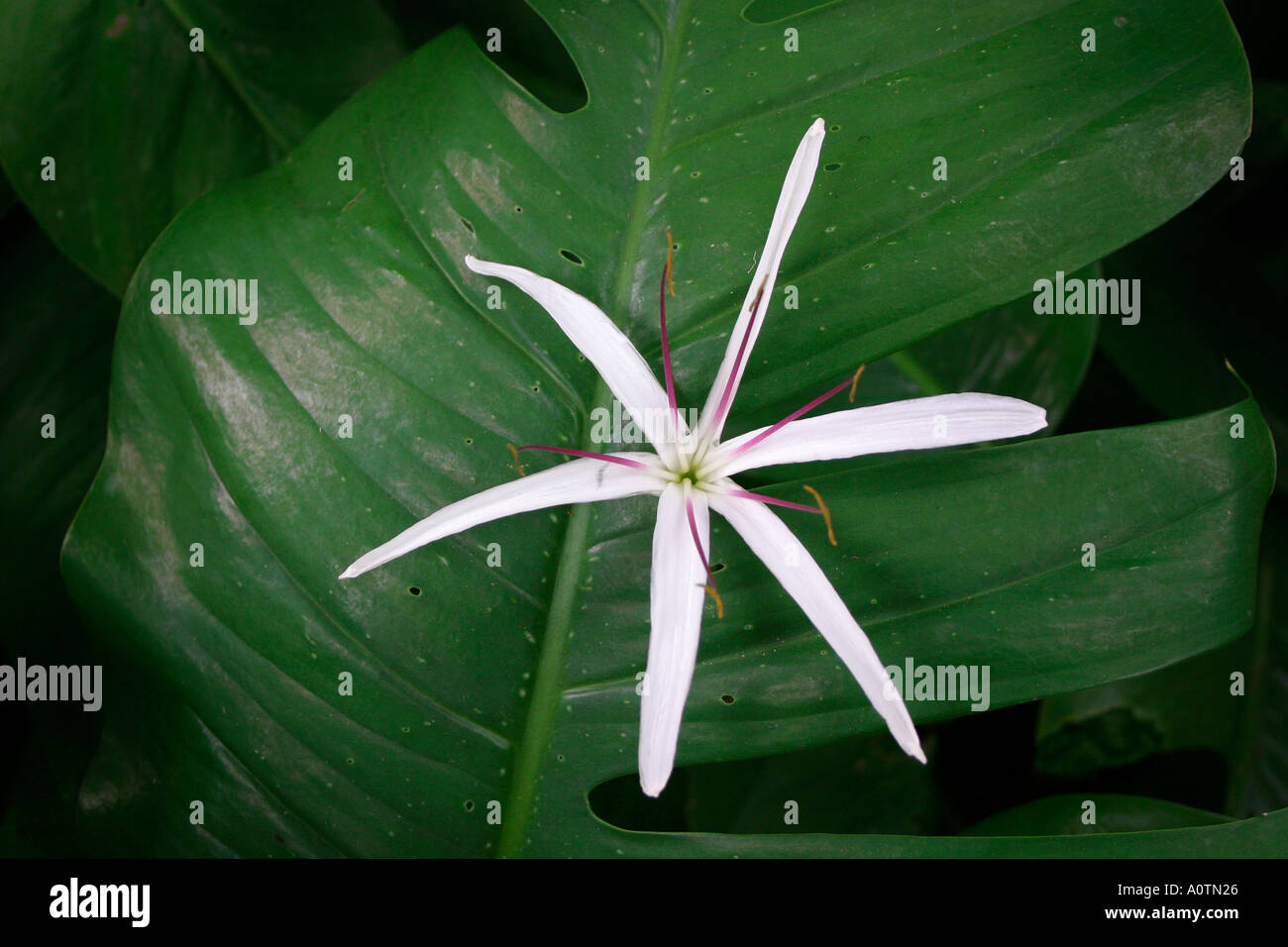 Spider lily flower growing through large green philodendron leaf Stock Photo