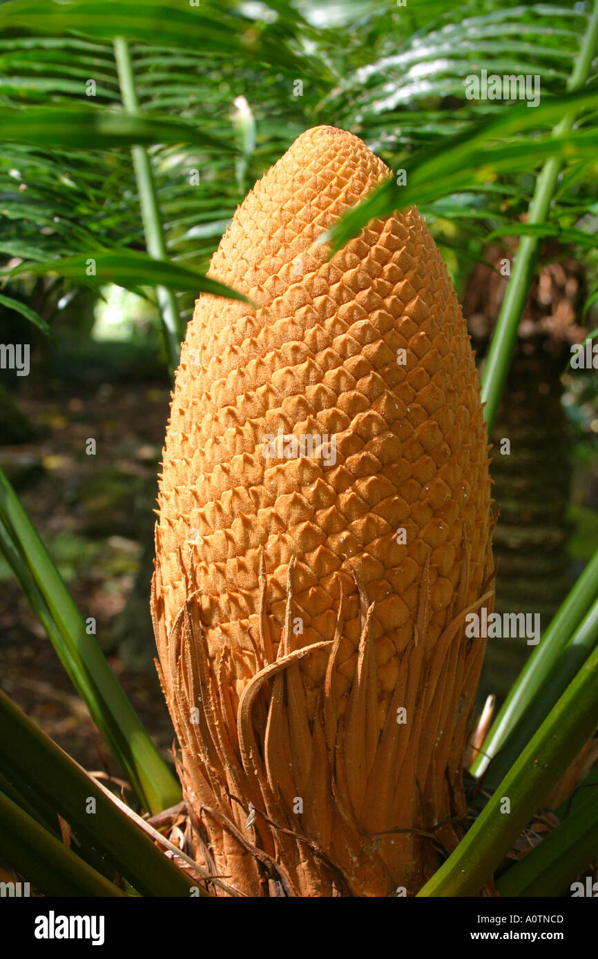 Large seed protrusion from tropical Cycad tree Stock Photo