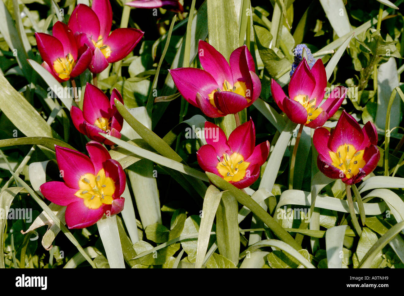 Tulip star hi-res stock photography and images - Alamy