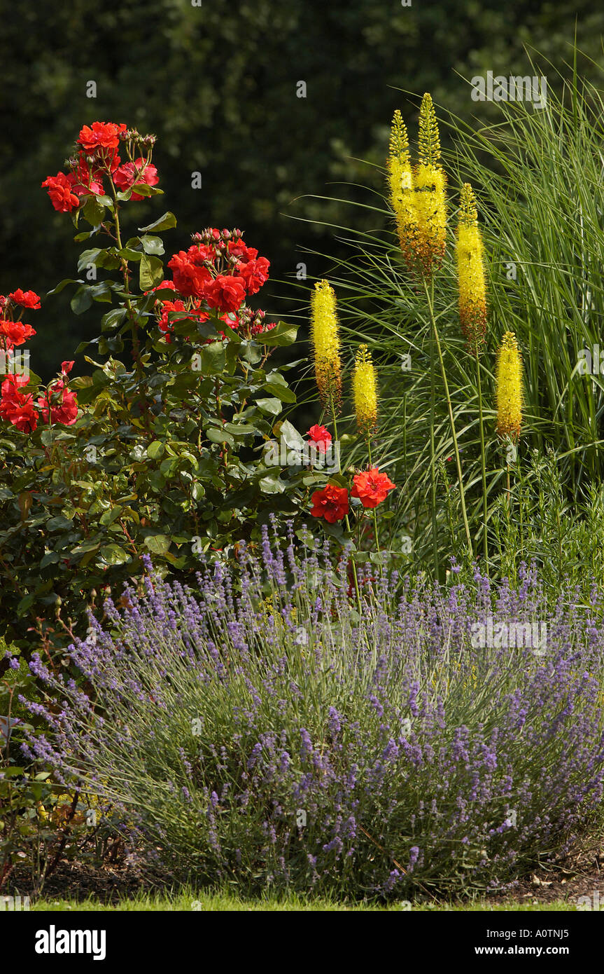 Rose and lavender flower bed hires stock photography and images Alamy