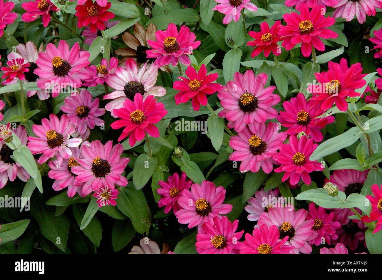 Zinnia Stock Photo