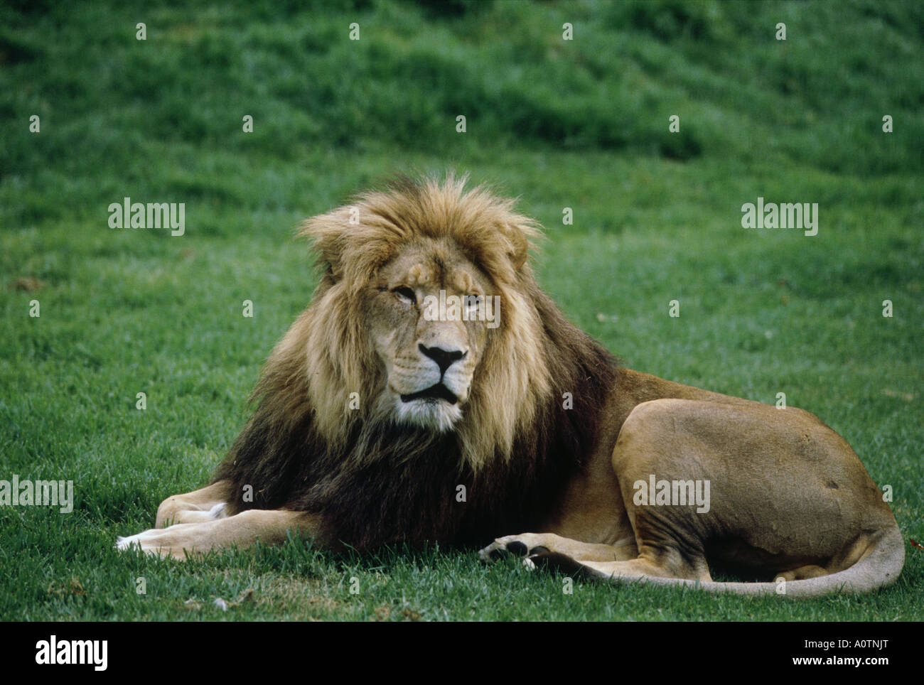 Lion melbourne zoo hi-res stock photography and images - Alamy