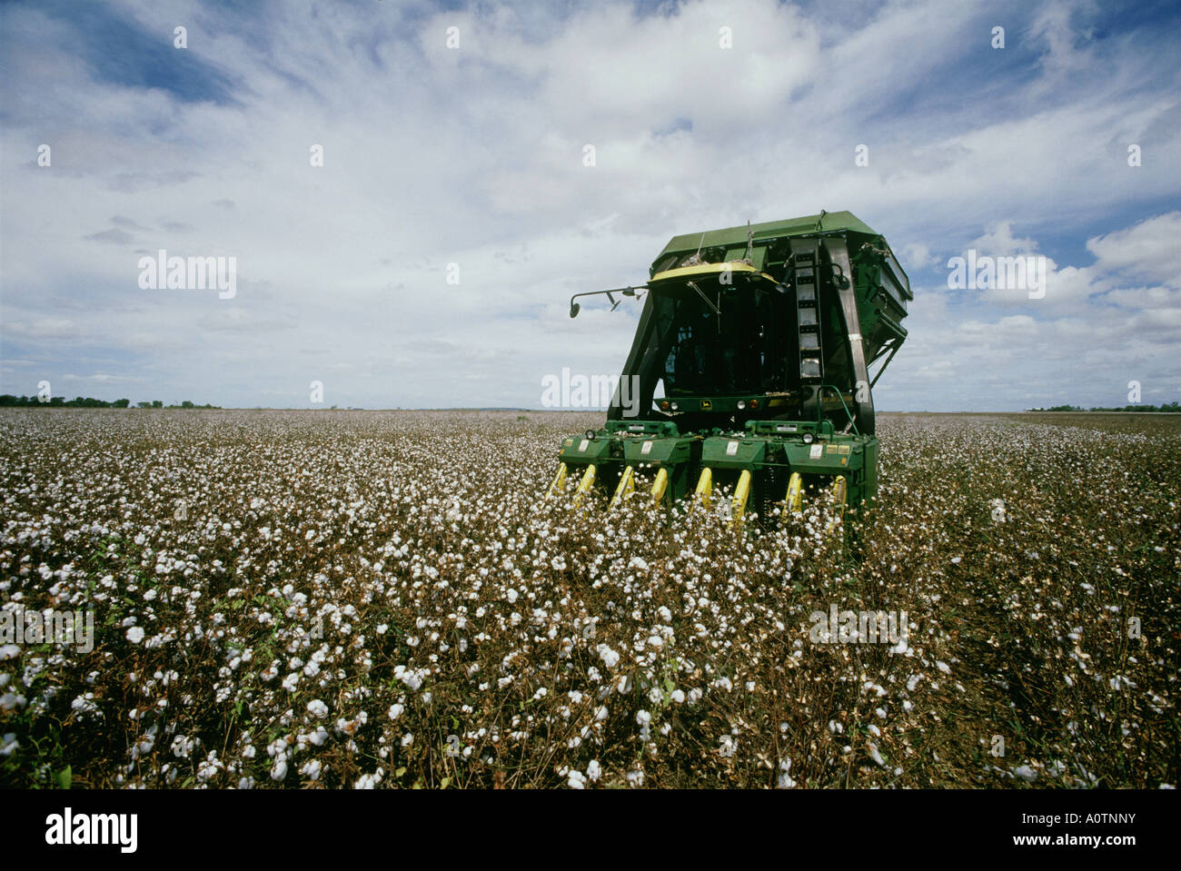 Cotton Crop Near Emerald Stock Photo