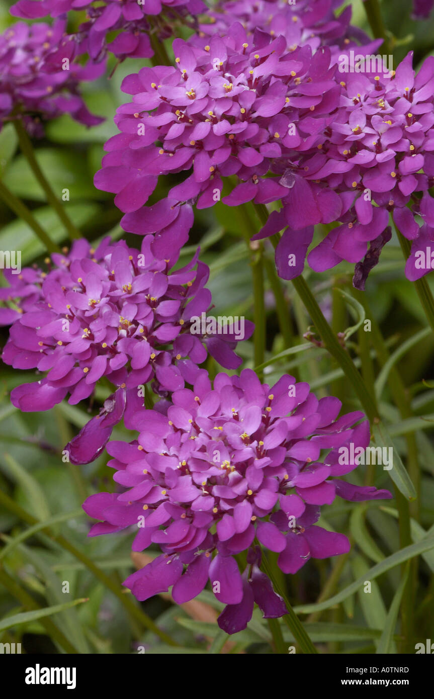 Globe Candytuft / Common Candytuft Stock Photo