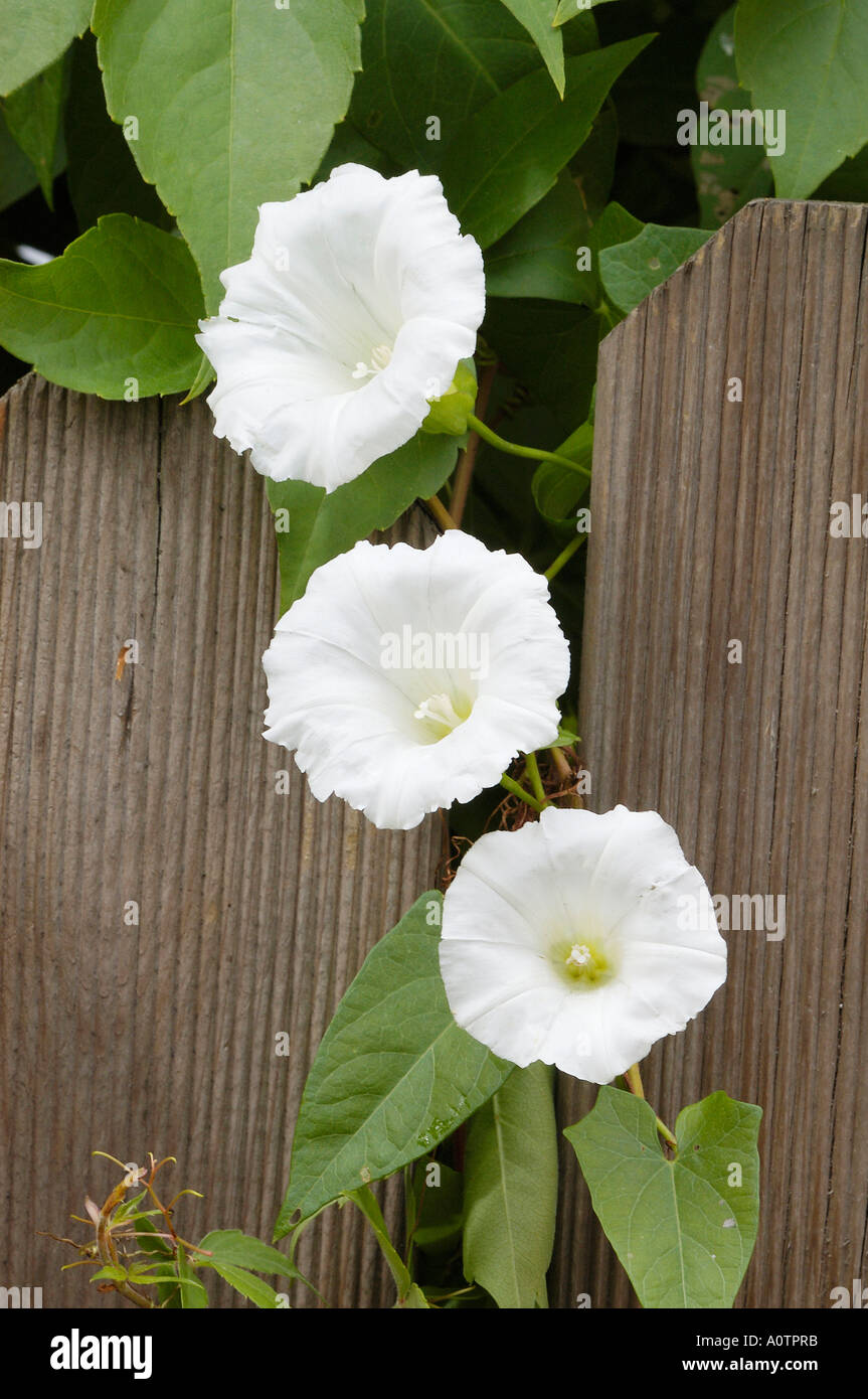Photo inspiration: Gallery Detail: Upright Bindweed Hi Res Stock Photography And Images