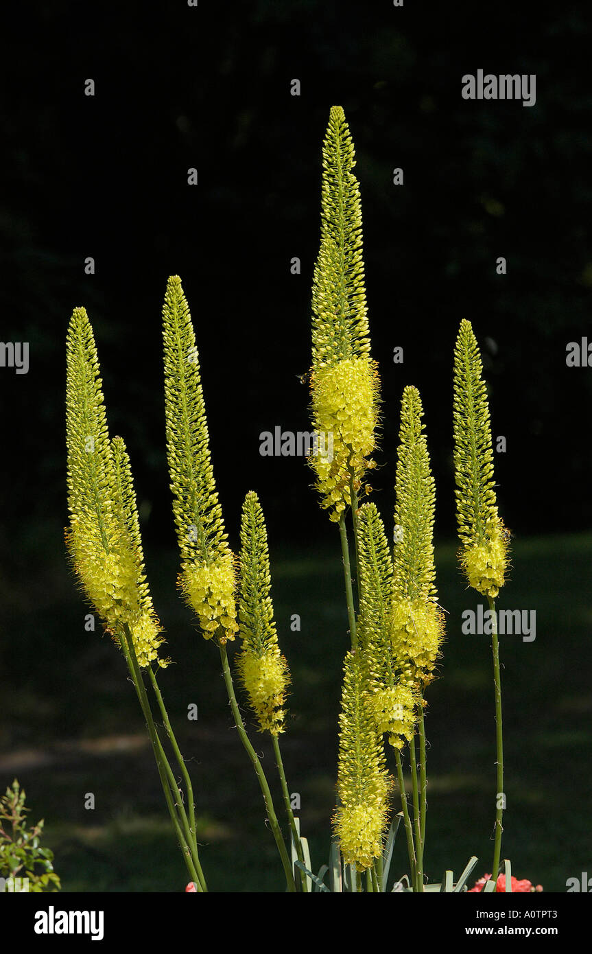 Foxtail Lily Stock Photo
