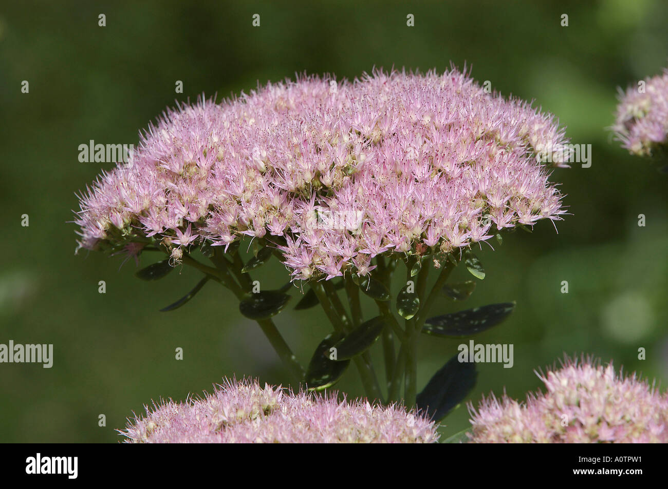 Showy Sedum / Showy Stonecrop Stock Photo - Alamy