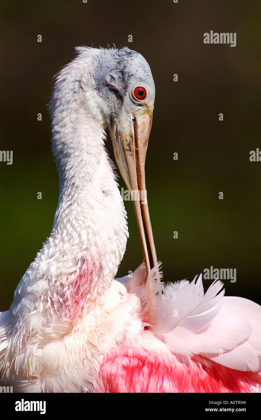 Roseate Spoonbill / Red Spoonbill Stock Photo - Alamy