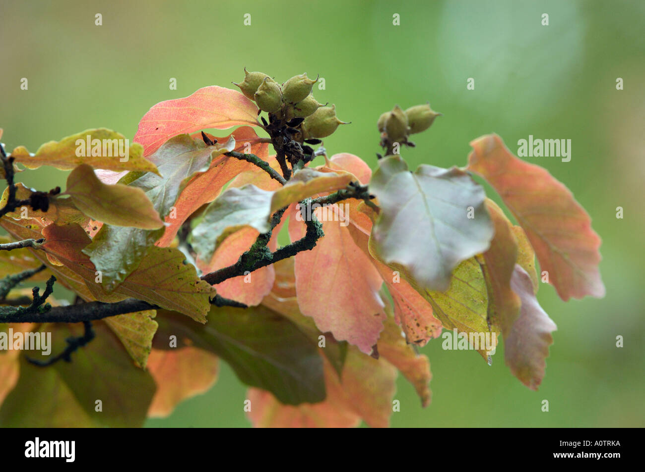 Persian Ironwood Stock Photo Alamy