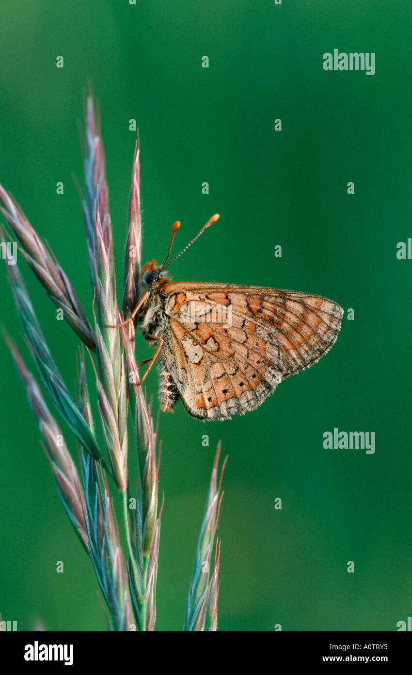 Marsh insects hi-res stock photography and images - Alamy