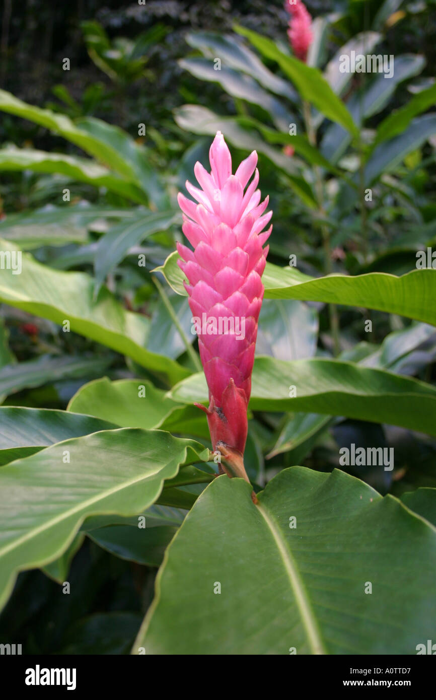 Pink ginger plants growing wild in jungle setting Hawaii Stock Photo