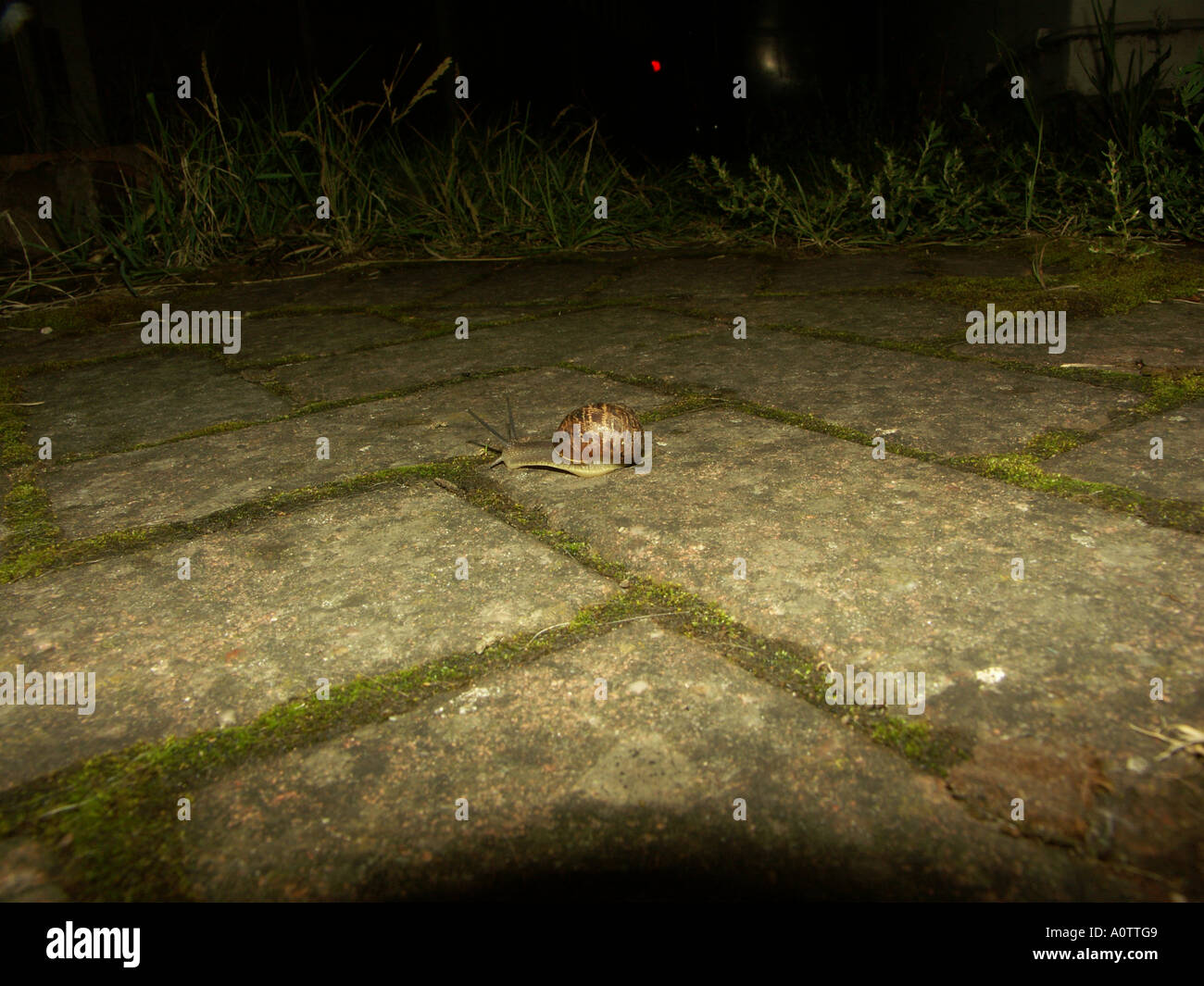 Garden Snail out at night 5 Stock Photo Alamy
