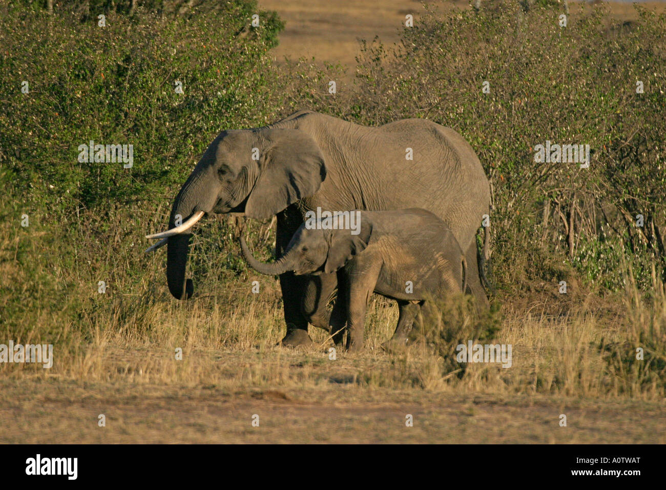 female Arican elephant walking in bush with calf Stock Photo - Alamy