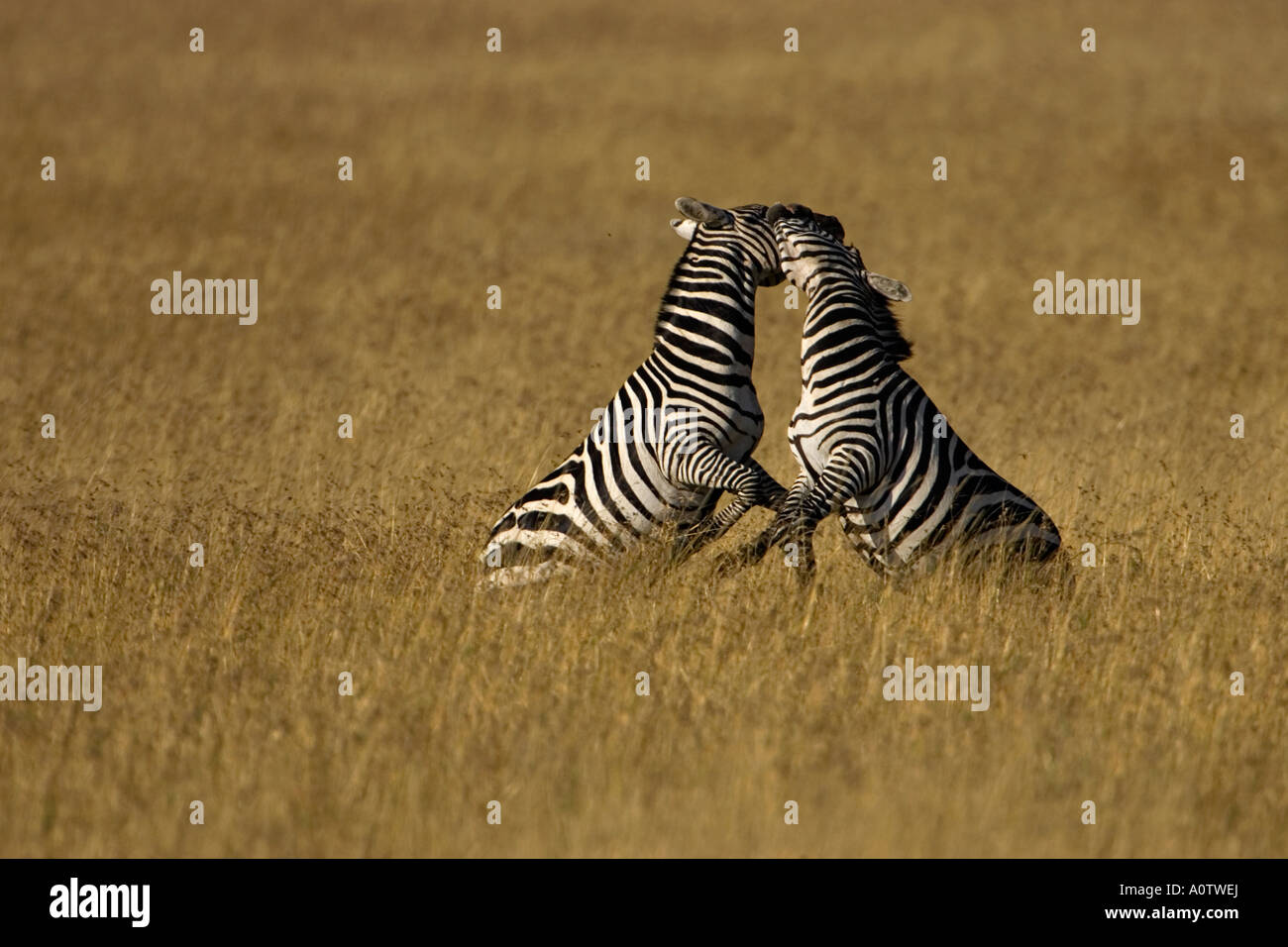 male zebras fighting Maasai Mara Kenya Stock Photo Alamy male zebras fighting Maasai Mara Kenya Stock Photo Alamy