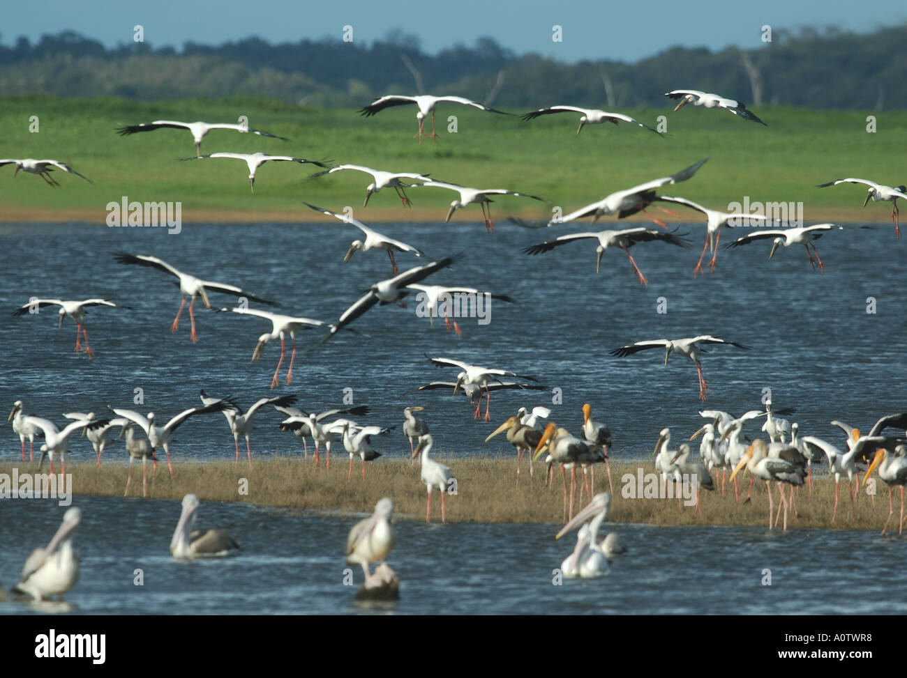 Flock of Storks and Spoonbills landing at Kaudulla National Park, Sri Lanka Stock Photo