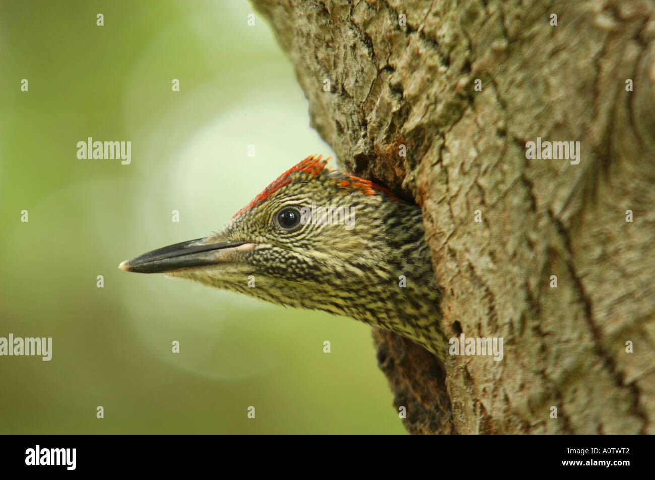 Young Green Woodpecker looking out of it s nest hole on Greenham Common